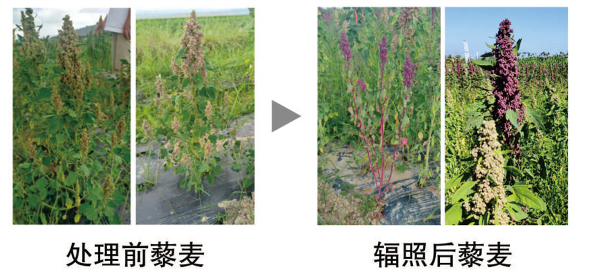 藜麦高产、高抗性试验